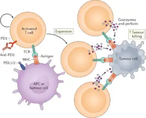 41577_2020_306_Fig4_HTML-300x242 Many Cancer Therapies Suppress T Cell Immune Responses