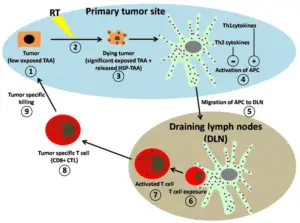 fonc-02-00191-g001-300x223 Many Cancer Therapies Suppress T Cell Immune Responses